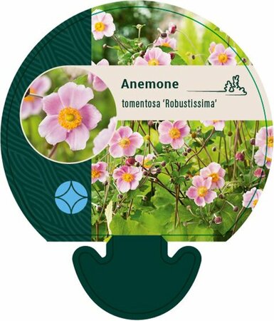 Anemone tomentosa 'Robustissima' P9 - afbeelding 3