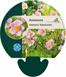 Anemone tomentosa 'Robustissima' P9 - afbeelding 3