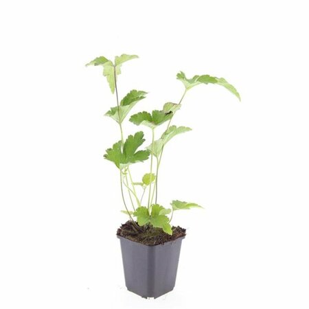 Anemone tomentosa 'Robustissima' P9 - afbeelding 4