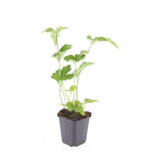 Anemone tomentosa 'Robustissima' P9 - afbeelding 4