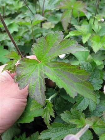 Anemone tomentosa 'Robustissima' P9 - afbeelding 7