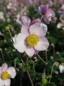 Anemone tomentosa 'Robustissima' P9 - afbeelding 6