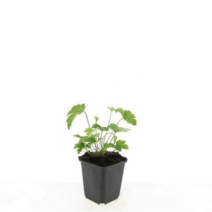 Anemone tomentosa 'Robustissima' P9 - afbeelding 8