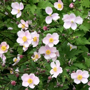 Anemone tomentosa 'Robustissima' P9 - afbeelding 11