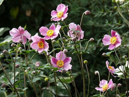 Anemone hupehensis 'Prinz Heinrich' P9 - afbeelding 2