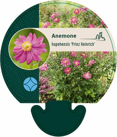 Anemone hupehensis 'Prinz Heinrich' P9 - afbeelding 1