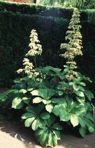 Rodgersia aesculifolia P9