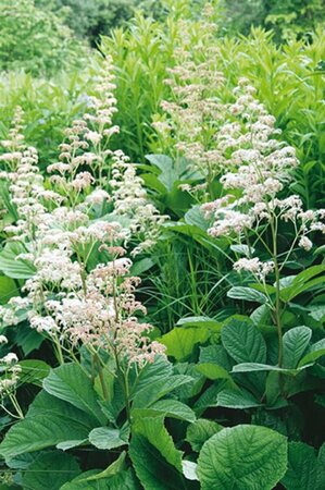 Rodgersia aesculifolia P9 - afbeelding 5