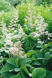 Rodgersia aesculifolia P9 - afbeelding 5