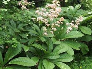Rodgersia aesculifolia P9 - afbeelding 7