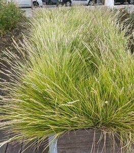 Sesleria autumnalis P9
