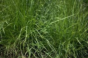 Sesleria autumnalis P9 - afbeelding 5