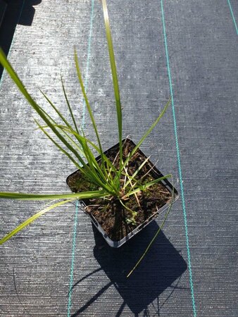 Sesleria autumnalis P9 - afbeelding 9