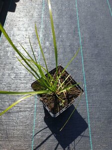 Sesleria autumnalis P9 - afbeelding 9