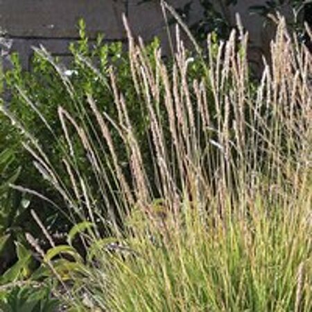 Sesleria autumnalis P9 - afbeelding 4