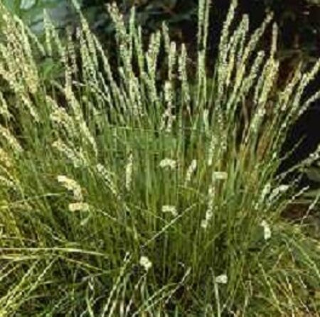 Sesleria autumnalis P9 - afbeelding 3