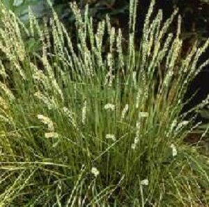 Sesleria autumnalis P9 - afbeelding 3