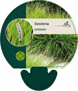 Sesleria autumnalis P9 - afbeelding 8