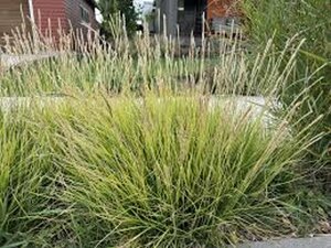 Sesleria autumnalis P9 - afbeelding 2