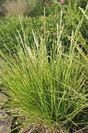 Sesleria autumnalis P9 - afbeelding 10