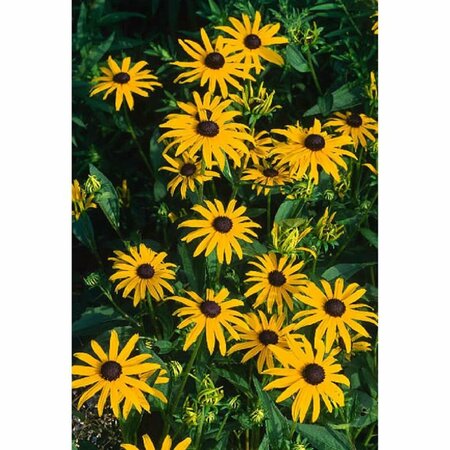 Rudbeckia fulgida 'Goldsturm' P9 - afbeelding 8