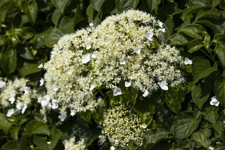 Hydrangea anomala petiolaris - afbeelding 2