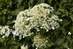 Hydrangea anomala petiolaris - afbeelding 2