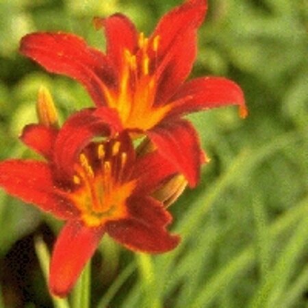 Hemerocallis 'Sammy Russell' P9 - afbeelding 1