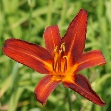 Hemerocallis 'Sammy Russell' P9 - afbeelding 2
