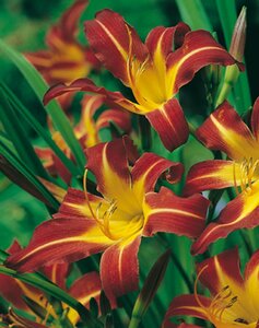 Hemerocallis 'Sammy Russell' P9 - afbeelding 4