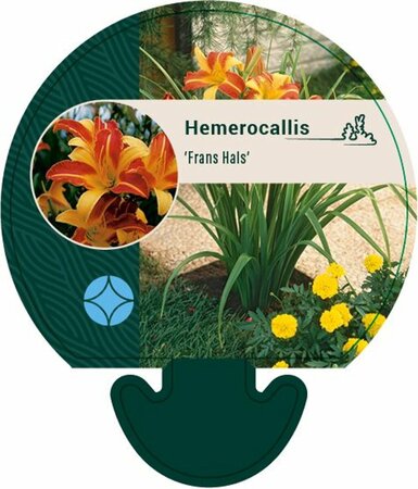 Hemerocallis 'Frans Hals' P9 - afbeelding 3