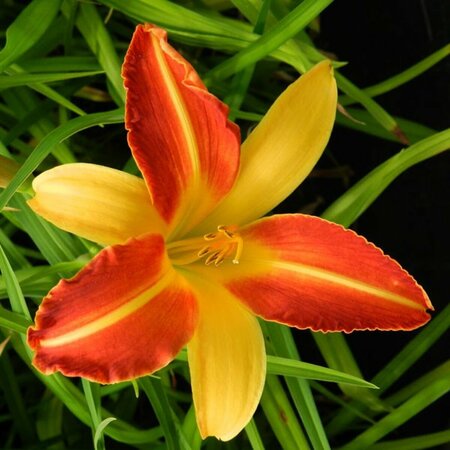 Hemerocallis 'Frans Hals' P9 - afbeelding 4