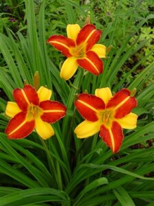 Hemerocallis 'Frans Hals' P9 - afbeelding 5