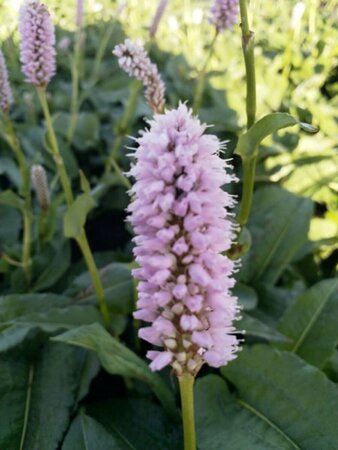 Persicaria bistorta 'Superba' P9 - afbeelding 1