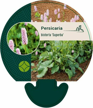 Persicaria bistorta 'Superba' P9 - afbeelding 4