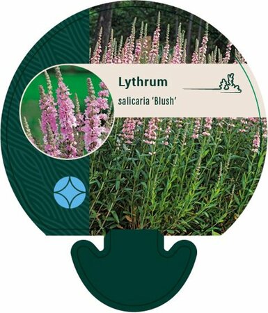 Lythrum salicaria 'Blush' P9 - afbeelding 3