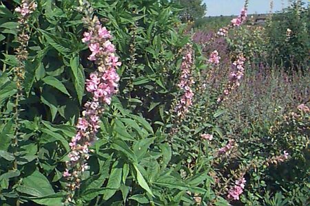 Lythrum salicaria 'Blush' P9 - afbeelding 1