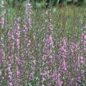 Lythrum salicaria 'Blush' P9 - afbeelding 2