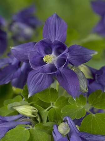 Aquilegia alpina P9 - afbeelding 1
