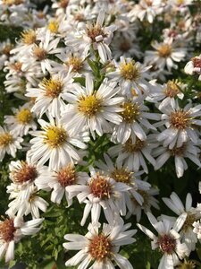 Aster dumosus 'Schneekissen' P9