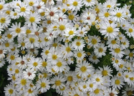Aster dumosus 'Schneekissen' P9 - afbeelding 4