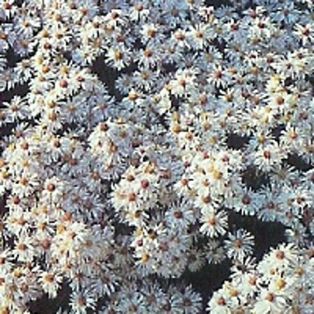 Aster dumosus 'Schneekissen' P9 - afbeelding 5