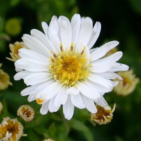 Aster dumosus 'Schneekissen' P9 - afbeelding 6