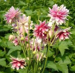 Aquilegia 'Nora Barlow' P9 - afbeelding 3