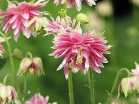 Aquilegia 'Nora Barlow' P9 - afbeelding 4