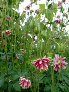 Aquilegia 'Nora Barlow' P9 - afbeelding 5