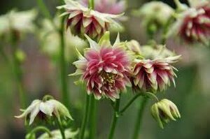 Aquilegia 'Nora Barlow' P9 - afbeelding 6