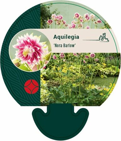 Aquilegia 'Nora Barlow' P9 - afbeelding 2