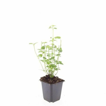 Agastache 'Black Adder' P9 - afbeelding 4