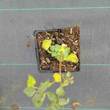 Agastache 'Black Adder' P9 - afbeelding 2